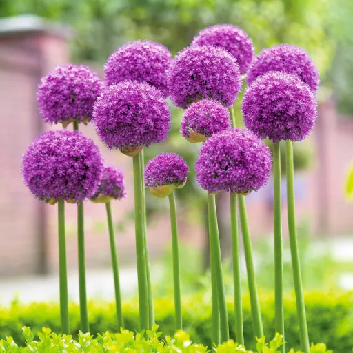 Giant Allium, Ornamental Onion, Giant Onion