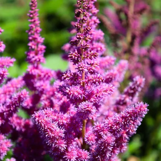 Chinese Astilbe, False Spirea, False Goat's Beard