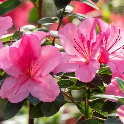 Azalea