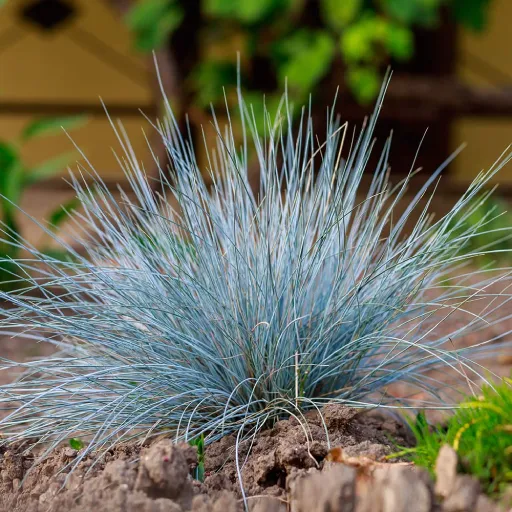 Blue Fescue, Grey Fescue