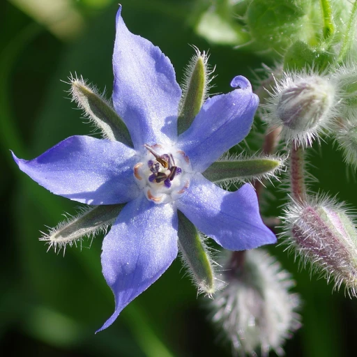 Borage, Starflower, Bee Bread