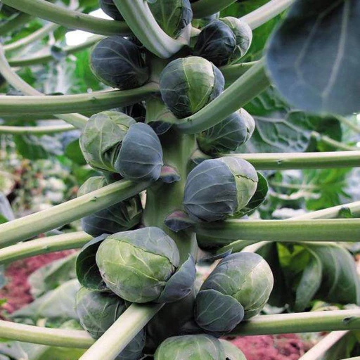 Brussels Sprouts, Gemmifera Group