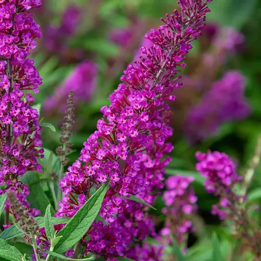 Butterfly Bush