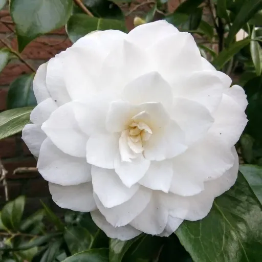 Japanese Camellia