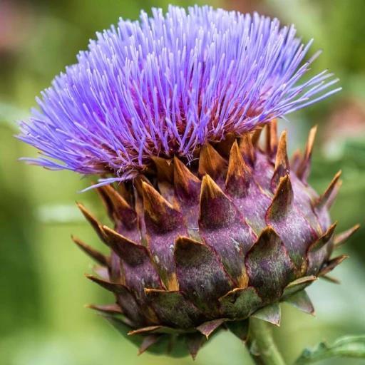 Cardoon, Artichoke Thistle, Wild Cardoon