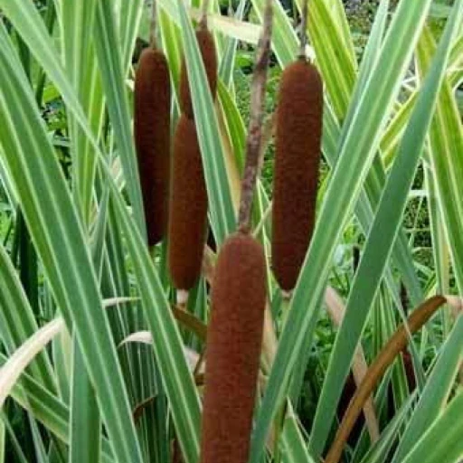 Broadleaf Cattail, Common Cattail, Bulrush, Reedmace