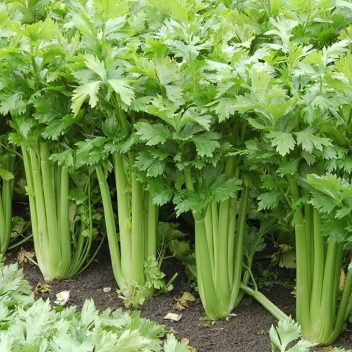 Celery, Pascal Celery, Stalk Celery