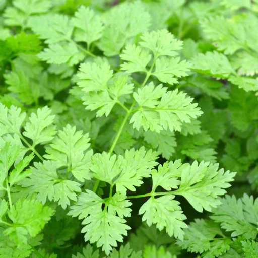 Chervil, French Parsley, Garden Chervil