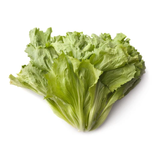 Escarole, Broad-Leaved Endive, Batavian Endive, Scarola