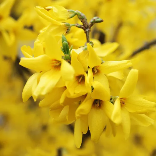 Border Forsythia