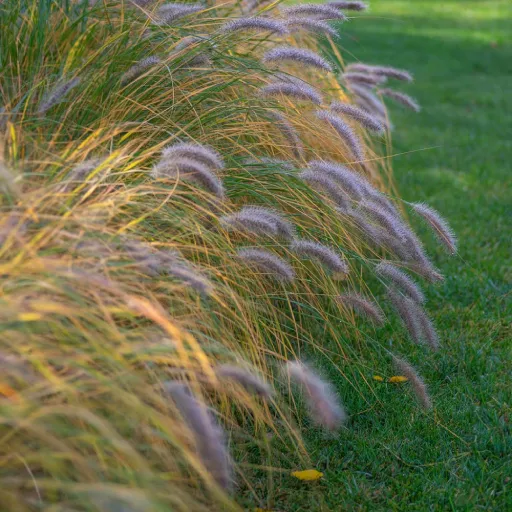 Chinese Fountain Grass, Swamp Foxtail Grass