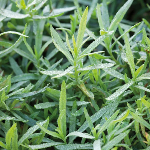 French Tarragon, Estragon, Dragon's Mugwort