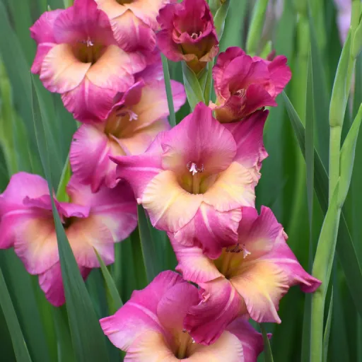 Gladiolus, Sword Lily, Garden Glad