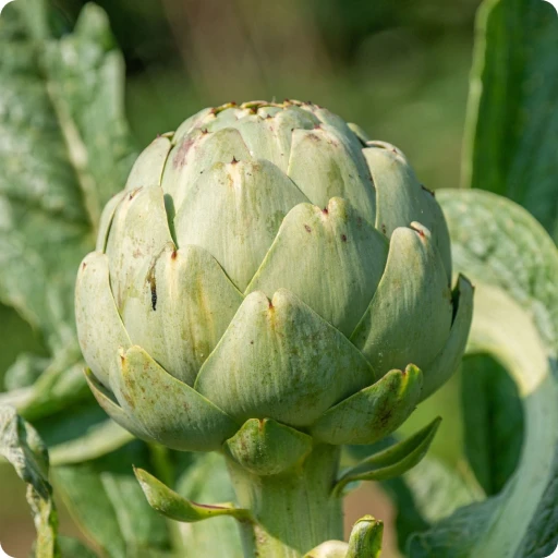 Globe Artichoke, French Artichoke, Green Artichoke
