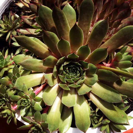 Common Houseleek, Hens and Chicks, Roof Houseleek