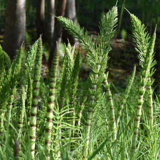 Rough Horsetail, Scouring Rush, Dutch Rush, Common Horsetail