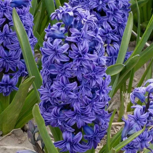 Garden Hyacinth, Dutch Hyacinth, Common Hyacinth
