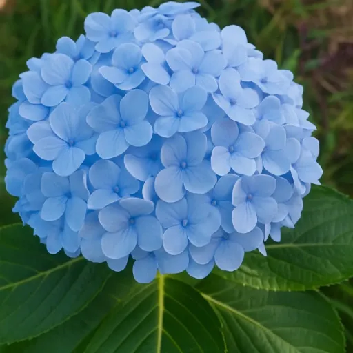Hydrangea