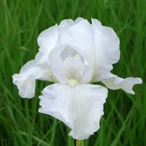 German Bearded Iris, Flag Iris, Common German Iris