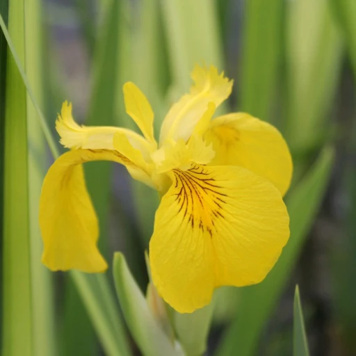 Yellow Flag Iris, Water Flag, Yellow Iris, False Acorus