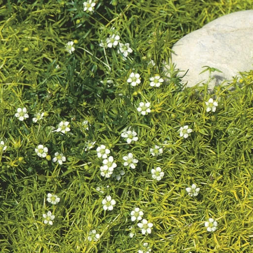 Irish Moss, Heath Pearlwort, Awl-leaf Pearlwort