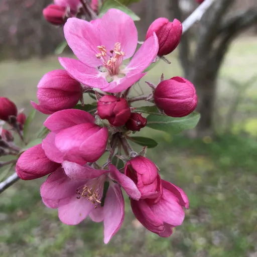 Japanese Flowering Crabapple, Showy Crabapple