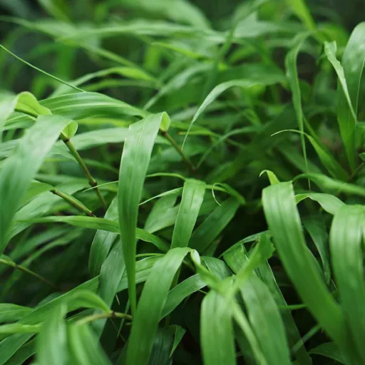Hakone Grass, Golden Japanese Forest Grass