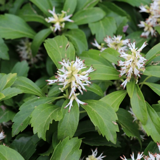Japanese Pachysandra, Japanese Spurge, Carpet Spurge