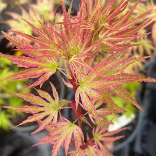 Japanese Maple