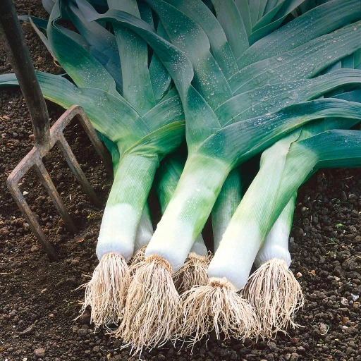 Leek, Garden Leek, Broadleaf Leek