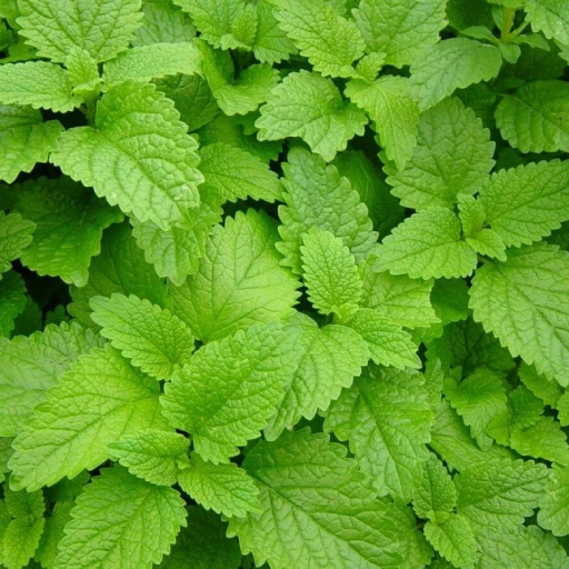 Lemon Balm, Sweet Balm, Melissa