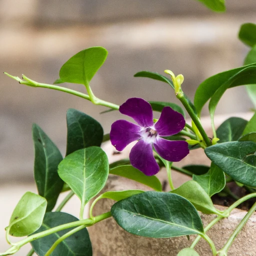Lesser Periwinkle, Common Periwinkle, Myrtle, Dwarf Vinca