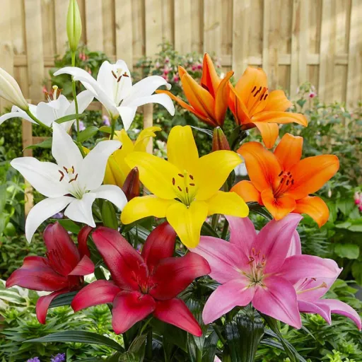 Asiatic Lily, Oriental Lily, Garden Hybrid Lily