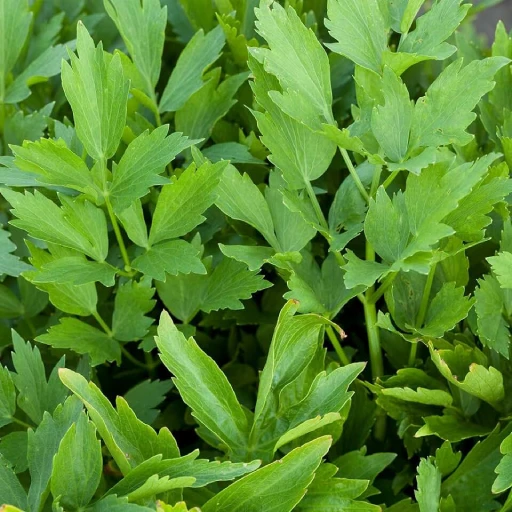 Lovage, Sea Parsley, Maggi Plant