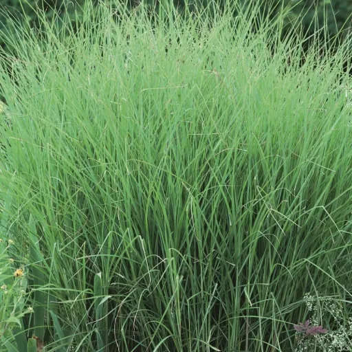 Japanese Silver Grass, Chinese Silver Grass, Eulalia
