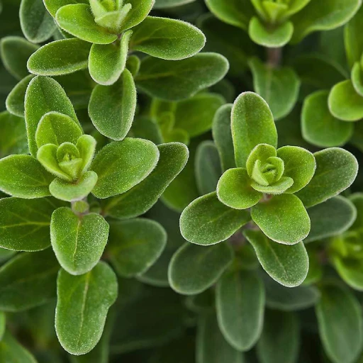 Sweet Marjoram, Knotted Marjoram, Majoram