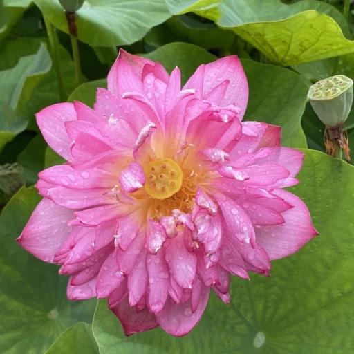 Sacred Lotus, Indian Lotus, Bean of India, Nelumbo