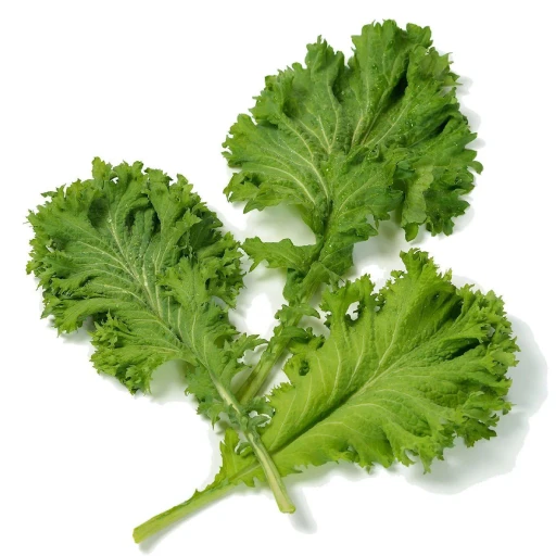 Mustard Greens, Brown Mustard, Indian Mustard, Leaf Mustard
