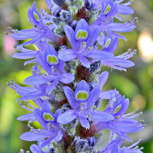 Pickerelweed, Blue Pickerel, Heartleaf Pickerelweed