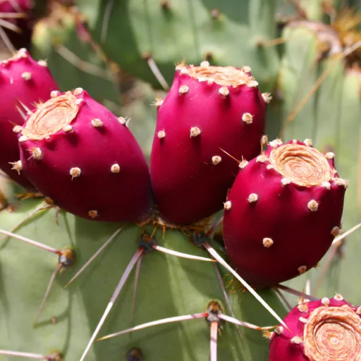 Indian Fig Prickly Pear, Nopal, Tuna Cactus, Barbary Fig