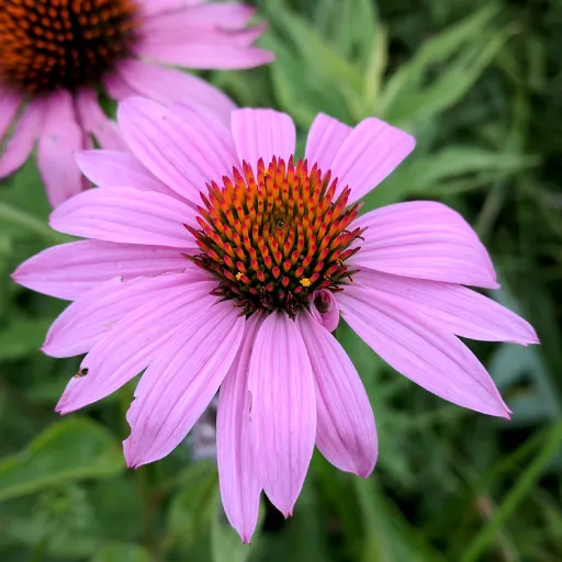 Purple Coneflower, Eastern Purple Coneflower