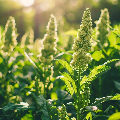 Quinoa, Quinua, Andean Mother Grain