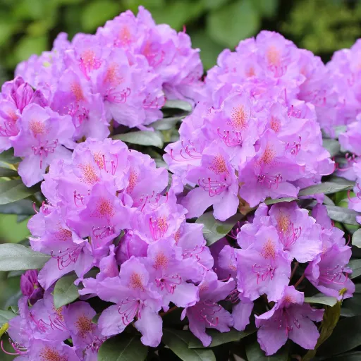 Catawba Rhododendron