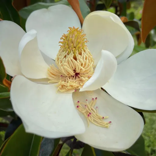 Southern Magnolia