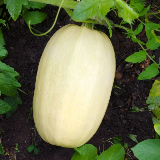 Spaghetti Squash, Vegetable Spaghetti, Noodle Squash