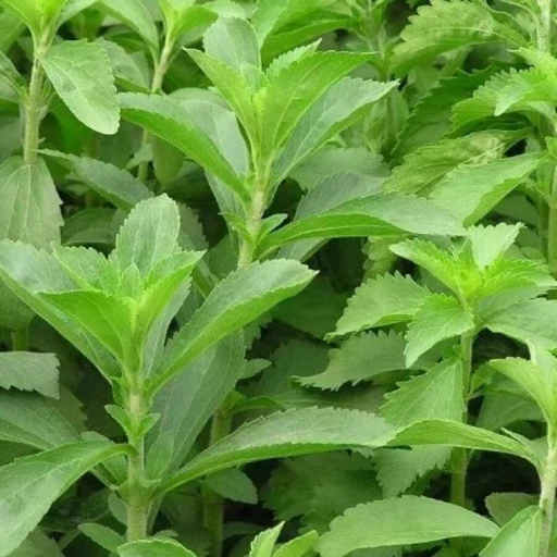 Stevia, Candyleaf, Sweetleaf, Sugarleaf