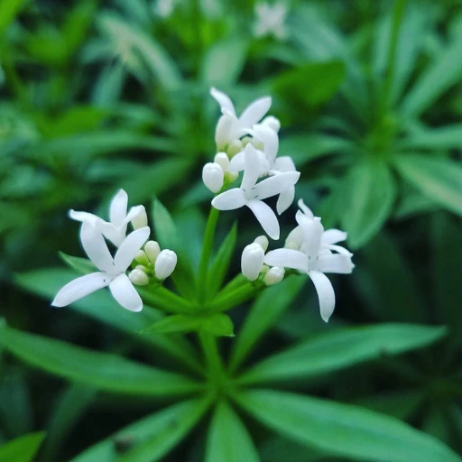 Sweet Woodruff, Master of the Woods, Waldmeister, Sweet-scented Bedstraw