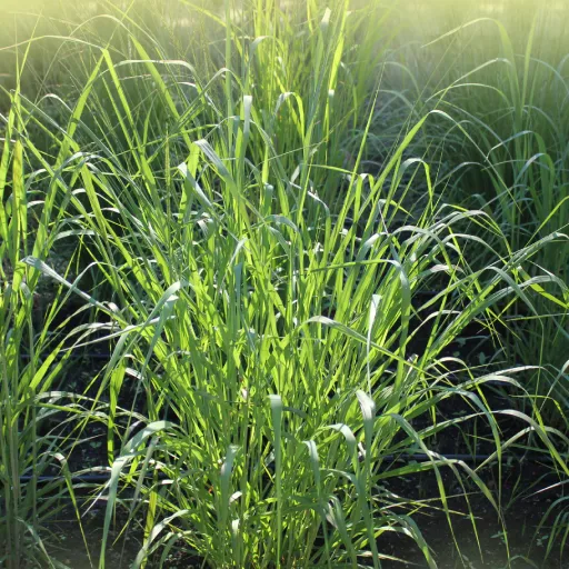 Switchgrass, Tall Panic Grass, Prairie Panic Grass