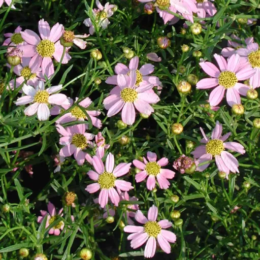 Threadleaf Coreopsis, Threadleaf Tickseed, Whorled Tickseed