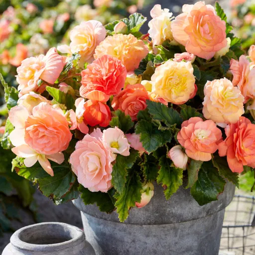 Tuberous Begonia, Tuberhybrida Begonia